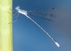 Lestes forficula