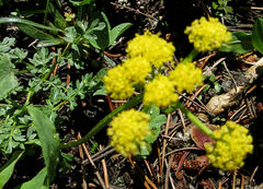 Lomatium cous
