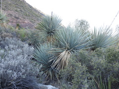 Dasylirion cedrosanum