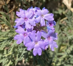 Glandularia wrightii