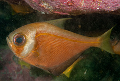 Pempheris compressa