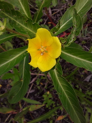 Ludwigia hexapetala