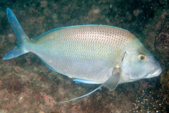 Nemadactylus douglasii