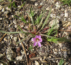 Lewisia pygmaea