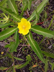 Ludwigia hexapetala