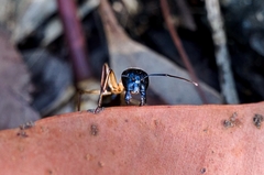Camponotus nigriceps
