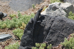 Microlophus atacamensis