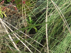Crotalus triseriatus