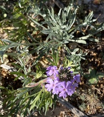 Glandularia wrightii
