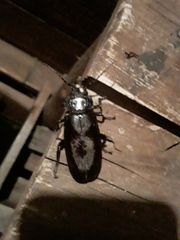 Mallodon spinibarbis