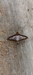Diaphania