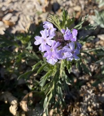Glandularia wrightii