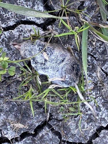 Ornate Shrew