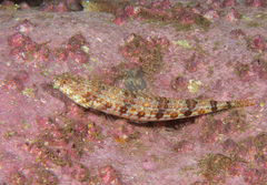 Synodus dermatogenys