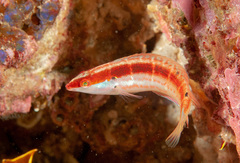 Suezichthys devisi