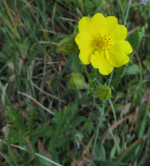 Potentilla gracilis