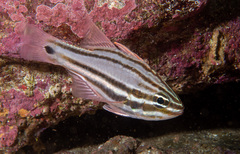 Ostorhinchus limenus