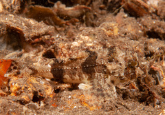 Centropogon australis