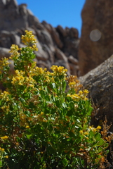 Ericameria cuneata spathulata