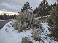 Artemisia tridentata tridentata