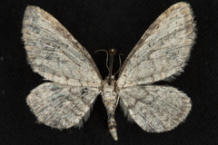 Eupithecia cretaceata