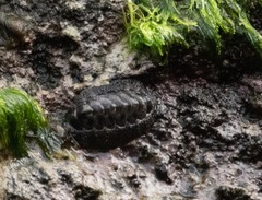 Acanthopleurinae