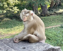 Macaca leonina