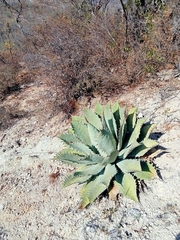 Agave seemanniana