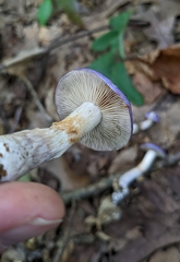 Cortinarius iodeoides