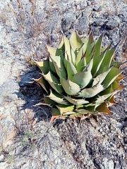 Agave seemanniana