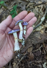 Cortinarius iodeoides