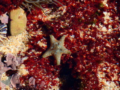 Asterina gibbosa