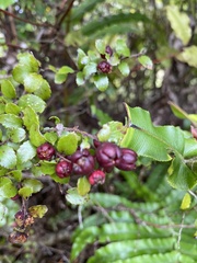 Gaultheria antipoda