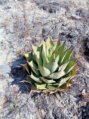 Agave seemanniana