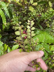 Gaultheria antipoda