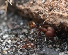 Pheidole fallax