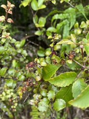 Gaultheria antipoda