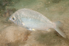 Gerres subfasciatus