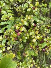Gaultheria antipoda