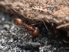 Pheidole fallax