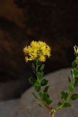 Ericameria cuneata spathulata