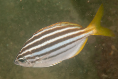 Atypichthys strigatus