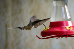 Phaethornis longirostris