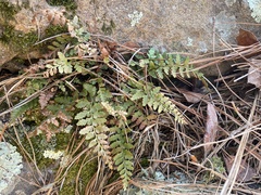 Asplenium bradleyi