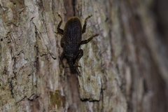 Strongylopterus chathamensis