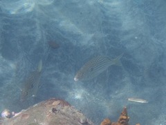 Archosargus rhomboidalis