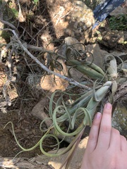 Tillandsia intermedia