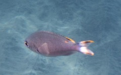 Azurina multilineata