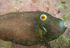 Eubalichthys bucephalus