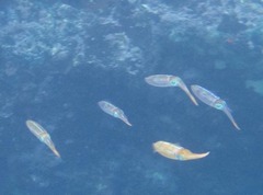 Sepioteuthis sepioidea